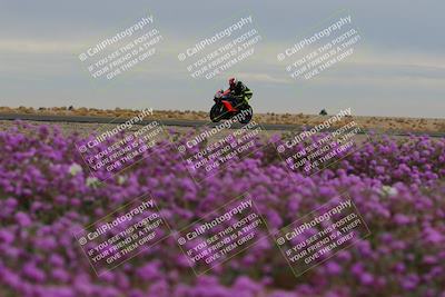 media/Jan-14-2023-SoCal Trackdays (Sat) [[497694156f]]/Turn 14 Exit Bloomig (145pm)/